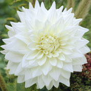 Dalia Decorativa 'White Perfection'